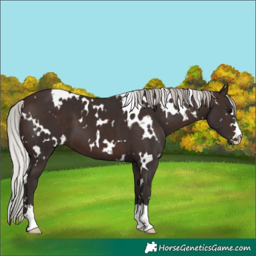Horse Color:White Spotted Silver Brown 