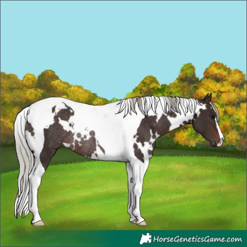 Horse Color:White Spotted Silver Brown Tobiano Rabicano