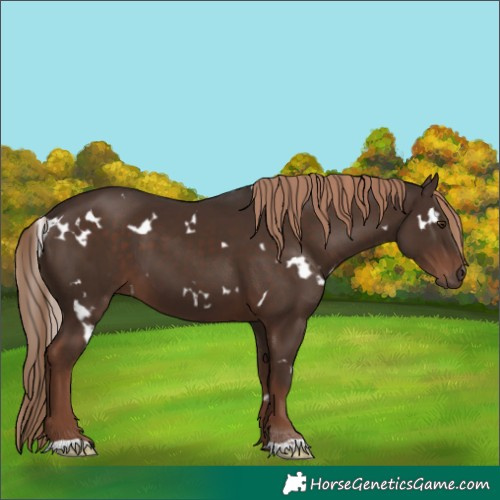 Horse Color:White Spotted Liver Chestnut