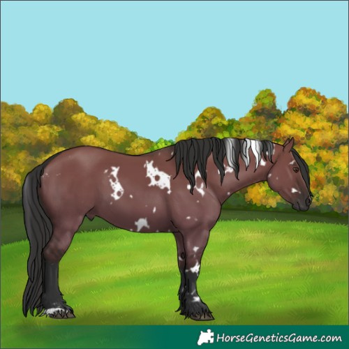 Horse Color:White Spotted Liver Red Dun 