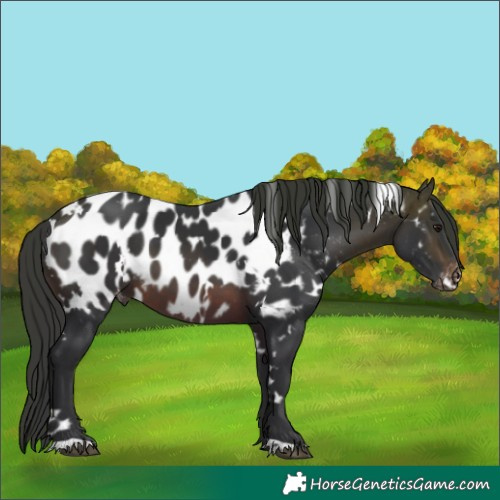 Horse Color:White Spotted Brown Near Leopard