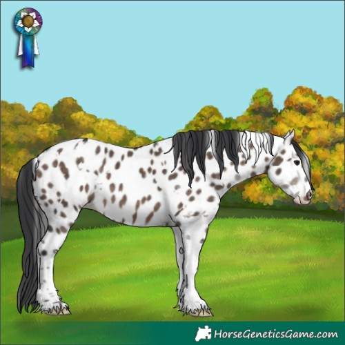 Horse Color:White Spotted Brown Dun Tobiano Appaloosa