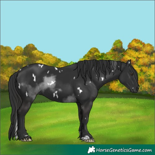 Horse Color:White Spotted Liver Chestnut 