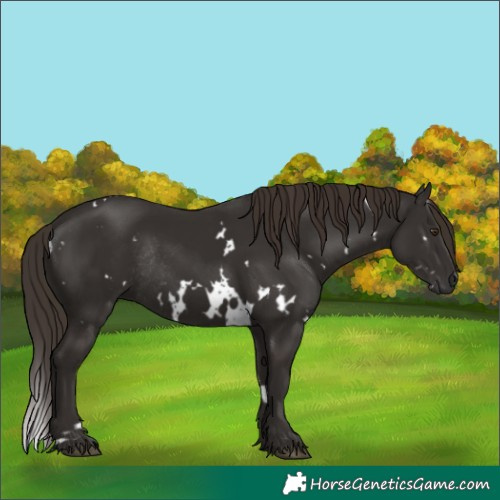 Horse Color:White Spotted Liver Chestnut Rabicano