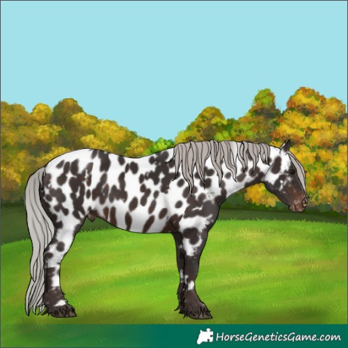Horse Color:White Spotted Silver Brown Near Leopard