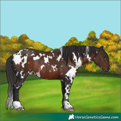 Horse Color:White Spotted Liver Chestnut Rabicano
