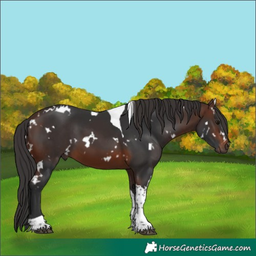 Horse Color:White Spotted Brown Tobiano