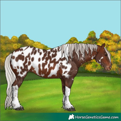 Horse Color:White Spotted Silver Brown Tobiano Near Leopard 