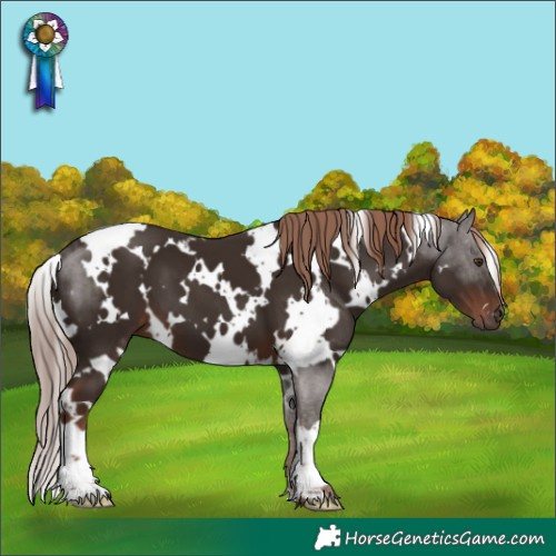 Horse Color:White Spotted Liver Chestnut
