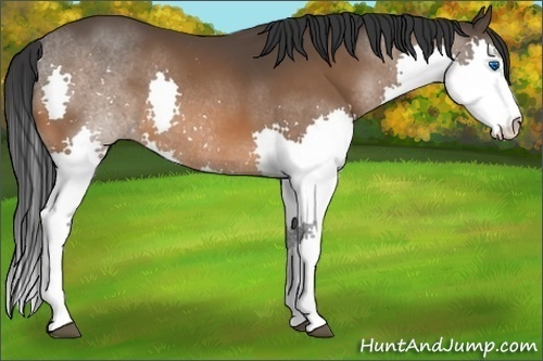 Horse Color:White Spotted Bay Splash