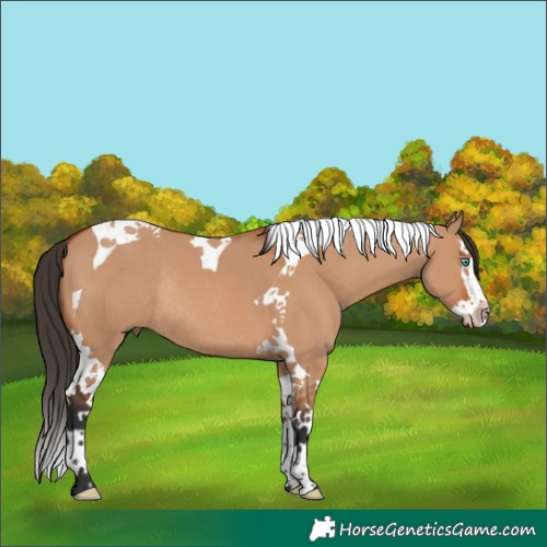 Horse Color:Bay Dun Splash Tobiano Rabicano 