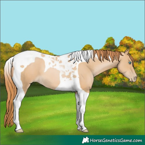 Horse Color:Buckskin Pearl Tobiano 