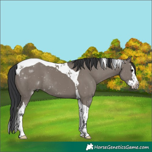 Horse Color:Grullo Splash Tobiano Rabicano 