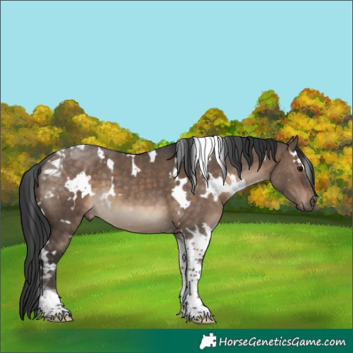 Horse Color:Unknown