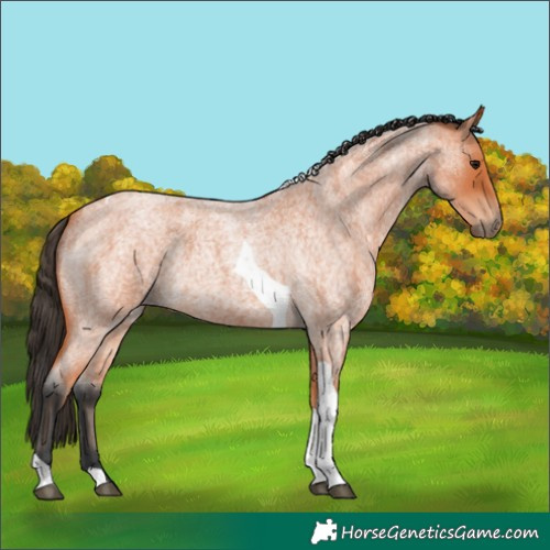 Horse Color:Bay Roan Tobiano 