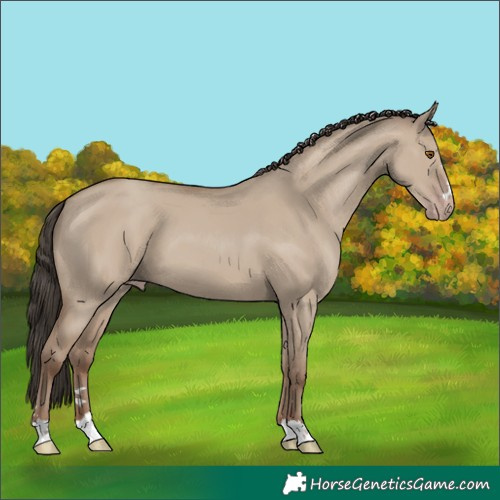 Horse Color:Classic Champagne Dun