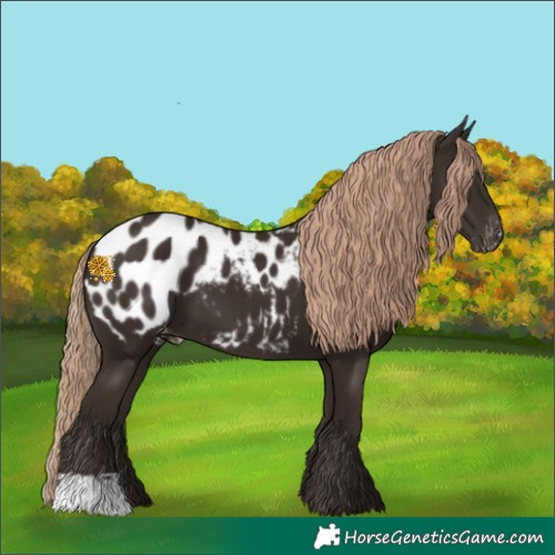 Horse Color:Liver Chestnut Appaloosa 