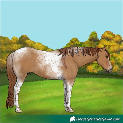 Horse Color:Gray Red Dun Tobiano