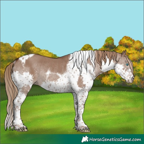 Horse Color:Liver Red Dun Splash Tobiano Rabicano
