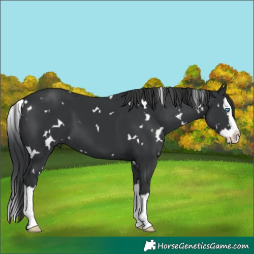 Horse Color:White Spotted Black Splash