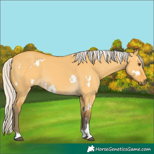 Horse Color:White Spotted Silver Buckskin Dun Tobiano