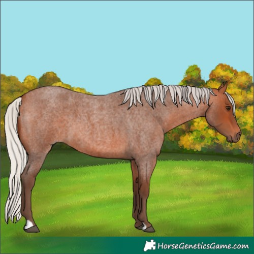 Horse Color:Silver Bay Roan