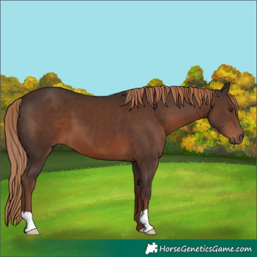 Horse Color:Liver Chestnut