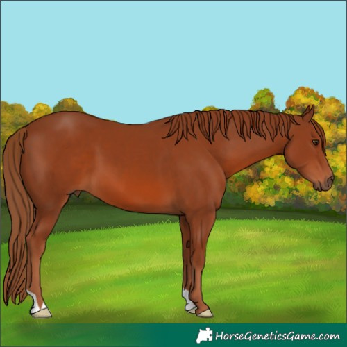 Horse Color:Chestnut 