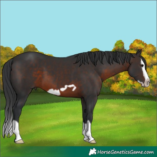 Horse Color:Brown Splash Frame