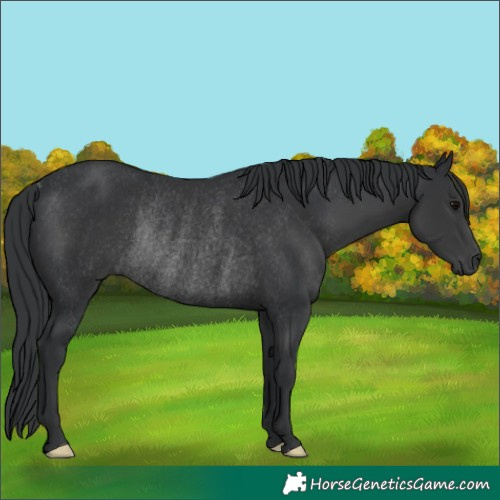 Horse Color:Black Rabicano 