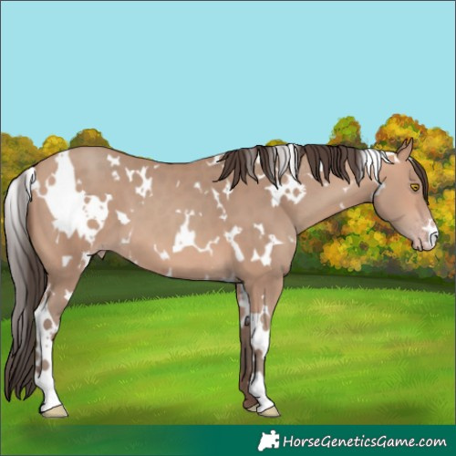 Horse Color:White Spotted Amber Champagne 