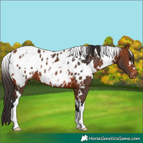 Horse Color:White Spotted Bay Near Leopard
