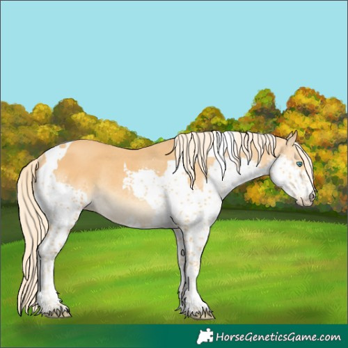 Horse Color:Palomino Splash Tobiano Rabicano 