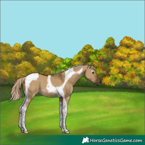 Horse Color:Gray Chocolate Palomino Dun Tobiano