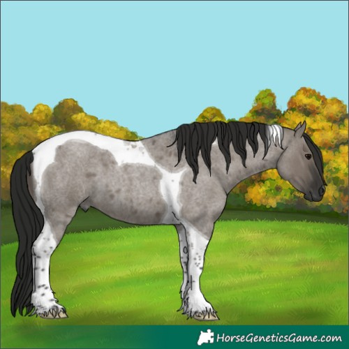 Horse Color:Gray Grullo Roan Tobiano