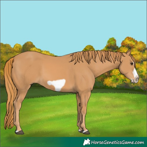Horse Color:Chestnut Splash Frame 