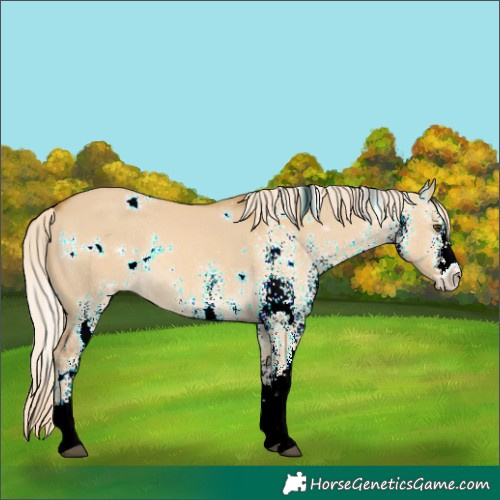 Horse Color:White Spotted Palomino Dun Rabicano