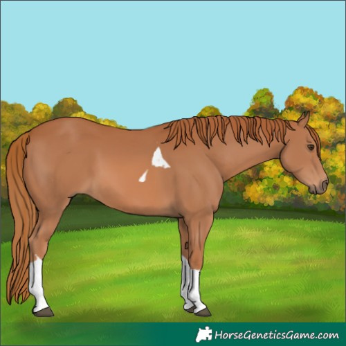 Horse Color:Chestnut Tobiano 