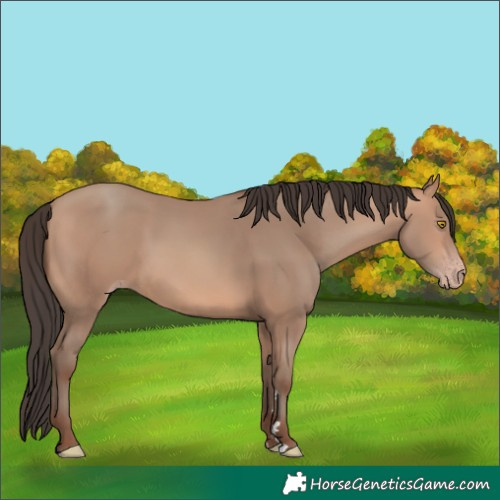 Horse Color:Amber Champagne 