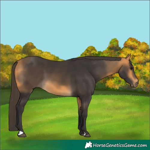 Horse Color:Buckskin