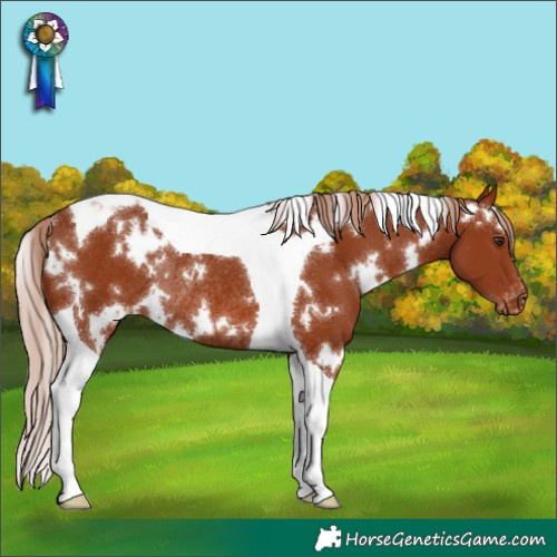 Horse Color:White Spotted Chestnut Tobiano Appaloosa Rabicano 