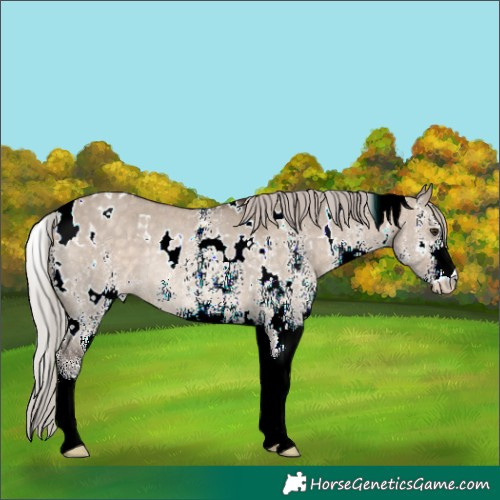 Horse Color:White Spotted Silver Brown Dun Rabicano
