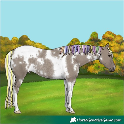 Horse Color:Painted White Spotted Silver Grullo Tobiano Rabicano