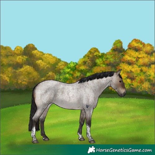 Horse Color:Gray Bay Roan Dun Tobiano