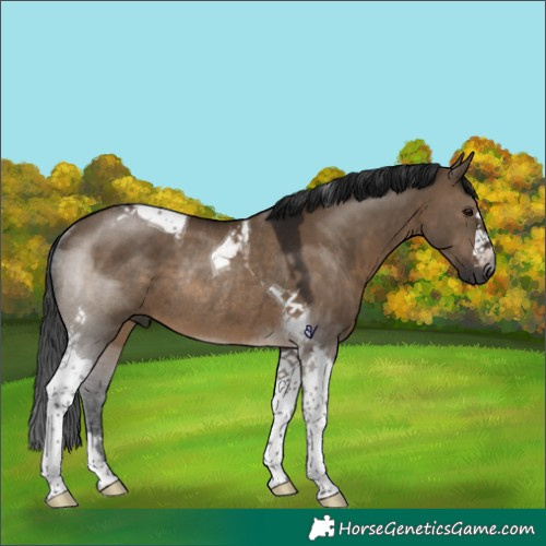 Horse Color:Gray Brown Dun Tobiano Rabicano 