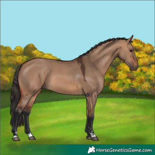 Horse Color:Bay Dun