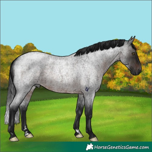 Horse Color:Gray Brown Roan Rabicano 