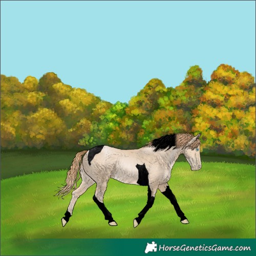 Horse Color:Void Buckskin Pearl Tobiano 
