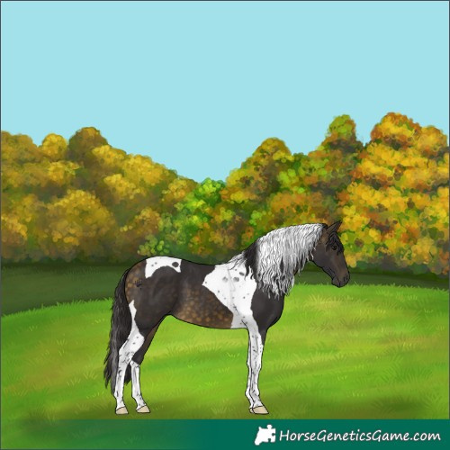 Horse Color:Buckskin Tobiano 