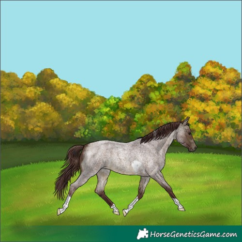 Horse Color:Chocolate Buckskin Roan Tobiano